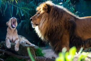 Beyond the Game: The Lions’ Journey of Triumph and Heartbreak