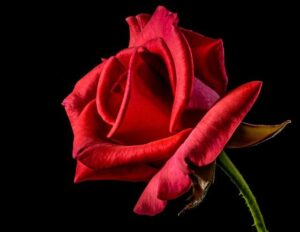 Will Red Roses have their Lionesses moment?