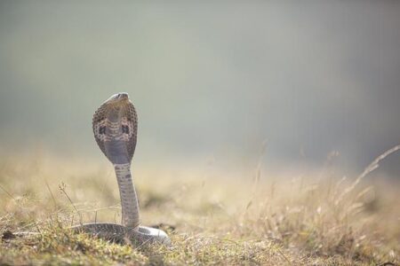 Cobras Rise to the Challenge in Thrilling Showdown Against Yacare!