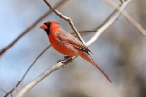 Why the Cardinals Should Consider Trading Their  Million Star Reliever Before the Deadline
