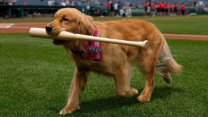 Washington Nationals’ ‘top paw-spect’ makes MLB debut… Bruce the Bat Dog – CNN