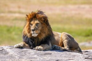 Lions Roar to Victory with Eight Spectacular Tries Against Queensland Reds