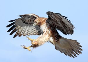 Hawks Eye Exciting Reunion with Al Horford
