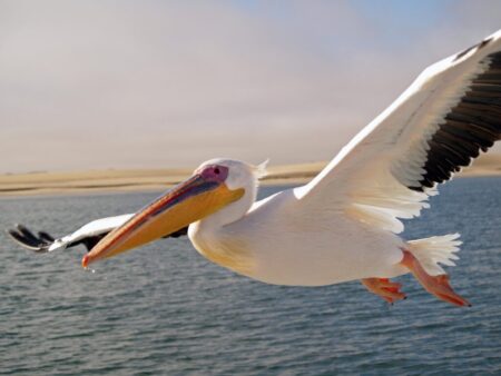 Pelicans Face Backlash with Failing Offseason Grade Following Draft-Night Trade