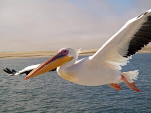 Pelicans Settle on Future of 6-Foot-6 Guard Following Major Roster Shakeup