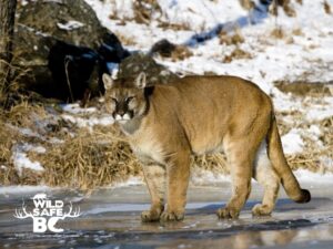 Cougars Gear Up for Exciting Lindenwood Invite!