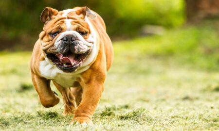 Bulldogs Gear Up for Exciting Challenge at the Samford Fall Invitational!