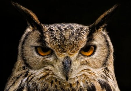 Red Owl Boxing Boss Gabriel Fanous Ignites His Unstoppable Passion for the Sport