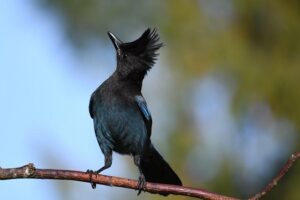 Jai Opetaia vs. Huseyin Cinkara Showdown: Announcement Coming Soon!