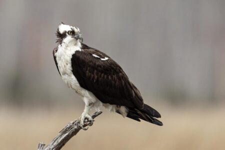 Stylish Ospreys Ready to Take on a Fierce Battle Against the Warriors