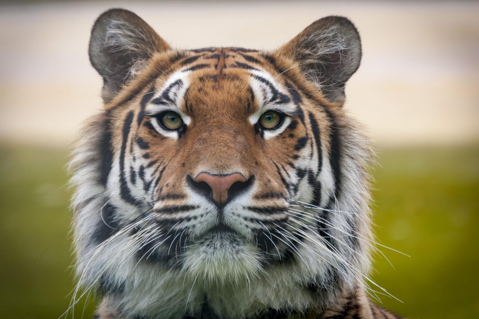 Tigers Clinch Thrilling Last-Second Victory Over Bath