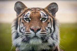 Tigers Clinch Thrilling Last-Second Victory Over Bath
