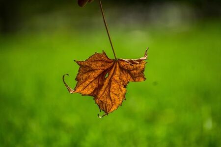 Showdown of the Rising Stars: Alcaraz vs. Musetti at the Nitto ATP Finals! Showdown of the Rising Stars: Alcaraz vs. Musetti at the Nitto ATP Finals!
