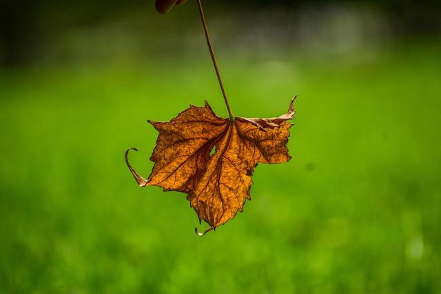 Showdown of the Rising Stars: Alcaraz vs. Musetti at the Nitto ATP Finals! Showdown of the Rising Stars: Alcaraz vs. Musetti at the Nitto ATP Finals!