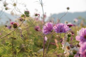 Exciting Showdown: Ghirardato and Kovacevic Gear Up for NCAA Fall Doubles Championship in Orlando!