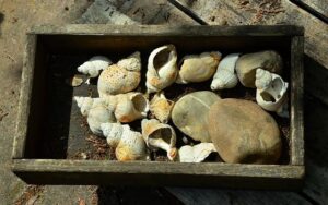 Hodge and Pearson Shine Bright in a Sea of Talent