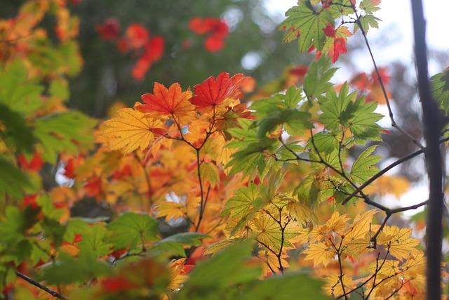 Aki Sets His Sights on Taking His Game to the Next Level with Ireland Aki Sets His Sights on Taking His Game to the Next Level with Ireland