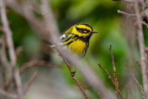 Should Townsend Stay, or Is It Time for a Bold New Direction?