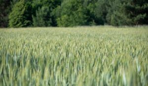 Ian Machado Garry Dominates Belal Muhammad, Calls Out Islam Makhachev for Title Shot – UFC Qatar Highlights