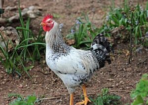 Why the Wizards’ Current Roster Isn’t Built for Championship Glory