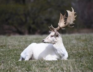 Josh Hart’s Comeback Ignites a New Era for the Knicks Beyond Thibodeau
