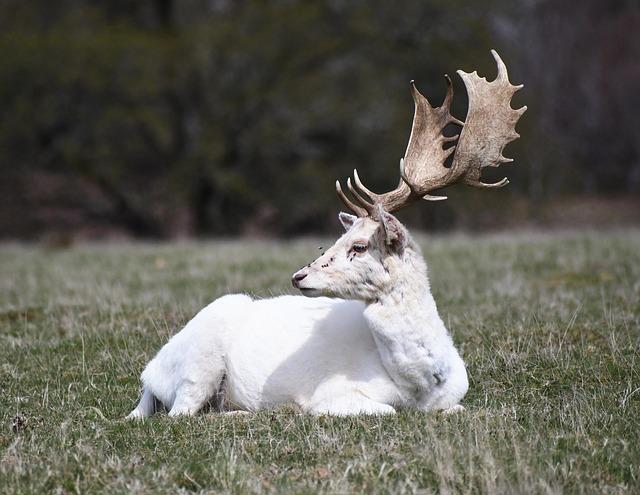 Josh Hart’s Comeback Ignites a New Era for the Knicks Beyond Thibodeau Josh Hart’s Comeback Ignites a New Era for the Knicks Beyond Thibodeau