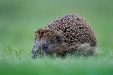Spurs’ Win Over Hawks Reveals a Powerful Story Beyond the Final Score