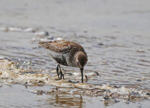 Rylee Erisman Smashes National High School 100 Freestyle Record, Outpacing Gretchen Walsh