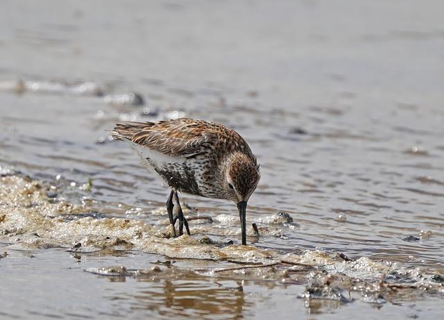 Rylee Erisman Smashes National High School 100 Freestyle Record, Outpacing Gretchen Walsh Rylee Erisman Smashes National High School 100 Freestyle Record, Outpacing Gretchen Walsh