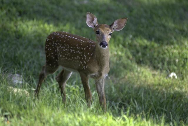 West Virginia Wins WVU Invitational – West Virginia University Athletics West Virginia Wins WVU Invitational – West Virginia University Athletics