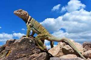 STRONG SERVES, STRONGER FINISH! 🥉🎾 The Philippine men’s and women’s tennis teams capped their campaign with a dual bronze finish at the 33rd Southeast Asian Games on Sunday. – facebook.com