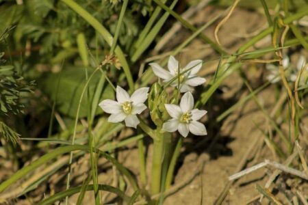 Justin Pauldo’s Grit Shines in Thrilling Stoppage Victory Over Nike Theran Justin Pauldo’s Grit Shines in Thrilling Stoppage Victory Over Nike Theran
