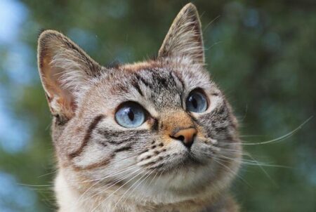 Amy Jones Powers England to Victory, Securing Spot in Women’s Cricket World Cup 2025 Semi-Finals