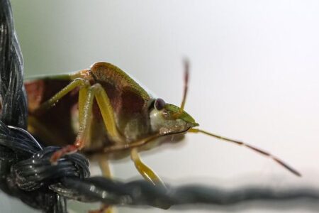 Vadim Nemkov Opens Up: “I’m Determined Not to Let Fedor Down Vadim Nemkov Opens Up: “I’m Determined Not to Let Fedor Down