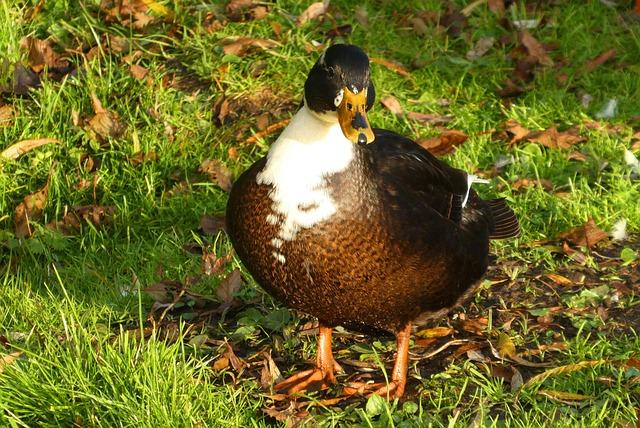 Farrell Stands Firm: Confident and Unshaken by the World Cup Draw Farrell Stands Firm: Confident and Unshaken by the World Cup Draw