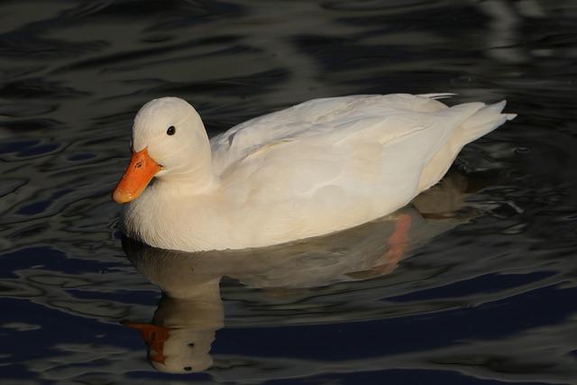 PFL MADRID TO BE HEADLINED BY COSTELLO VAN STEENIS DEFENDING THE PFL MIDDLEWEIGHT WORLD TITLE AGAINST FABIAN EDWARDS ON MARCH 20 – PFL PFL MADRID TO BE HEADLINED BY COSTELLO VAN STEENIS DEFENDING THE PFL MIDDLEWEIGHT WORLD TITLE AGAINST FABIAN EDWARDS ON MARCH 20 – PFL