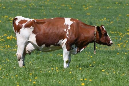 Former UFC Fighter Alex Garcia Arrested in Major Drug Bust