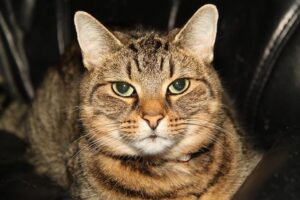 HB Køge vs FC Midtjylland: Live Score Updates, Predicted Lineups, and Key Head-to-Head Stats