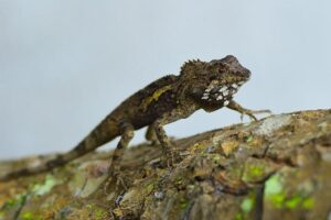 Sven Botman’s Shocking Performance in Newcastle Defeat Puts Eddie Howe’s Future in Jeopardy