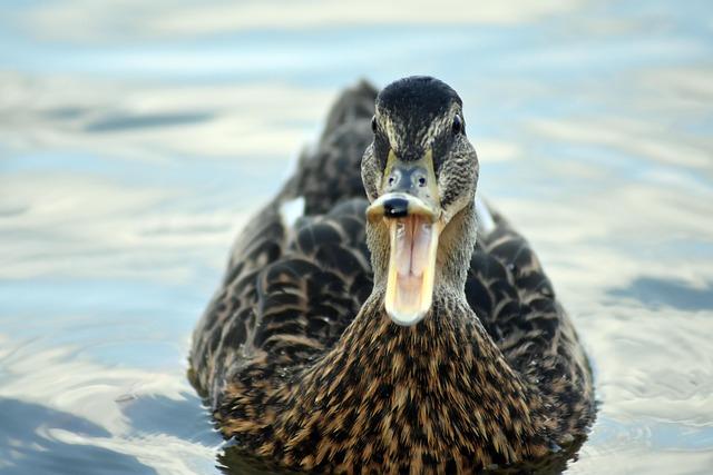 Open Water Swimming Qualification Process Announced for 2028 Olympic Games Open Water Swimming Qualification Process Announced for 2028 Olympic Games