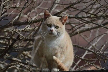 Exciting Showdowns Ahead: Musetti Takes on Wong and Bublik Faces Shang in Hong Kong QF!