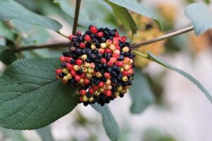 Top Seeds Shine as Gauff and Sabalenka Charge Forward in Melbourne!