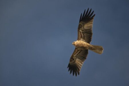 Clash of Titans: Alcaraz and Zverev Set for Thrilling Australian Open Semifinal Showdown! Clash of Titans: Alcaraz and Zverev Set for Thrilling Australian Open Semifinal Showdown!