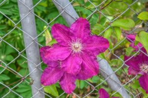 10 Rising Golf Stars Ready to Dominate in 2026