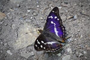 Ilia Topuria’s Ex-Wife Takes Legal Action Against Joe Rogan Over Harassment Linked to Fake AI Image