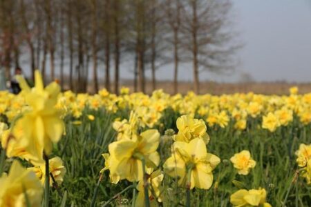 Cole to leave Tigers after 18 years for personal reasons