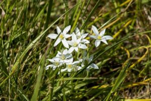 MMA Fans Erupt Over Justin Gaethje’s Shocking Move Against Paddy Pimblett