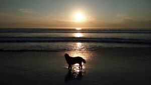 Harvey Skinner Poised to Ignite Exeter Chiefs with Unstoppable Confidence This Season