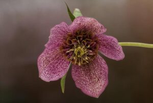 Billy Sela: Ten Must-Know Facts About England and Bath’s Dominant Tighthead Prop