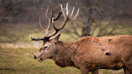 Nottingham Forest Secures Thrilling New Transfer Deal: Official Announcement Made